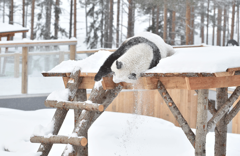 Lumi innostutti yleisöä kiipeämällä pandamökkinsä katolle...