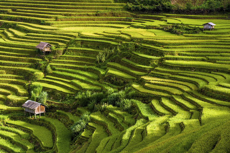 sapa