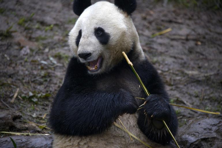 Isopandat lisääntyvät aktiivisemmin, kun niille näytetään pandapornoa.