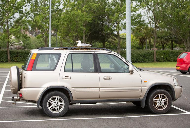 auto