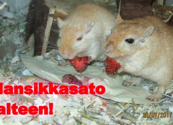 siskon