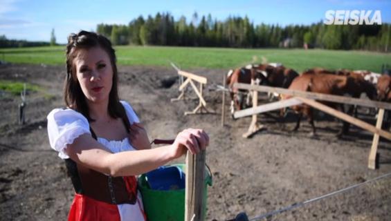Seiskan toimittaja opetteli lypsämään käsin: Lehmät söivät mekkoni!